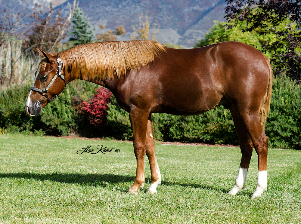 Hesgunnatalktrash yearling reining horse by gunnatrashya for sale