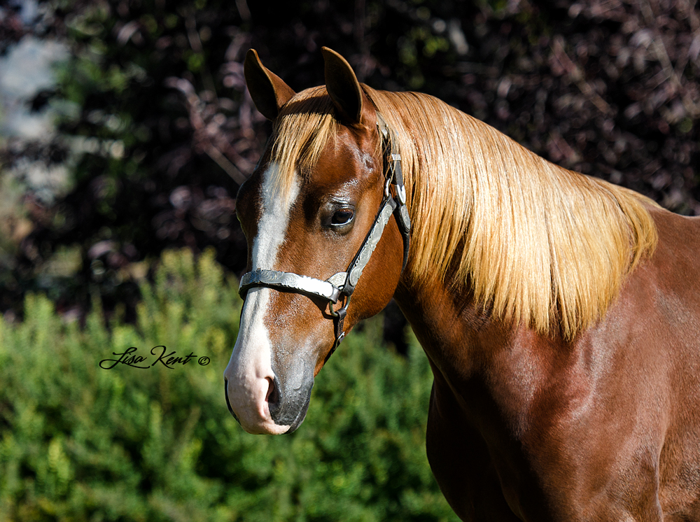 Hesgunnatalktrash reining horse for sale
