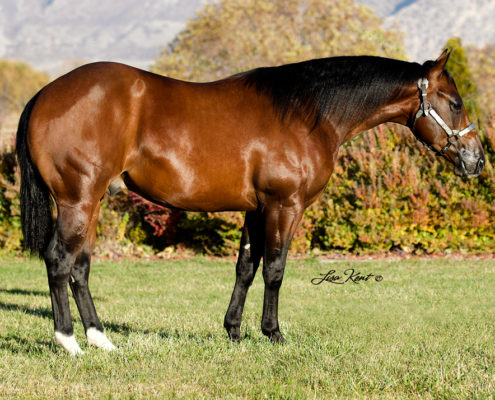 yearling reining horse for sale