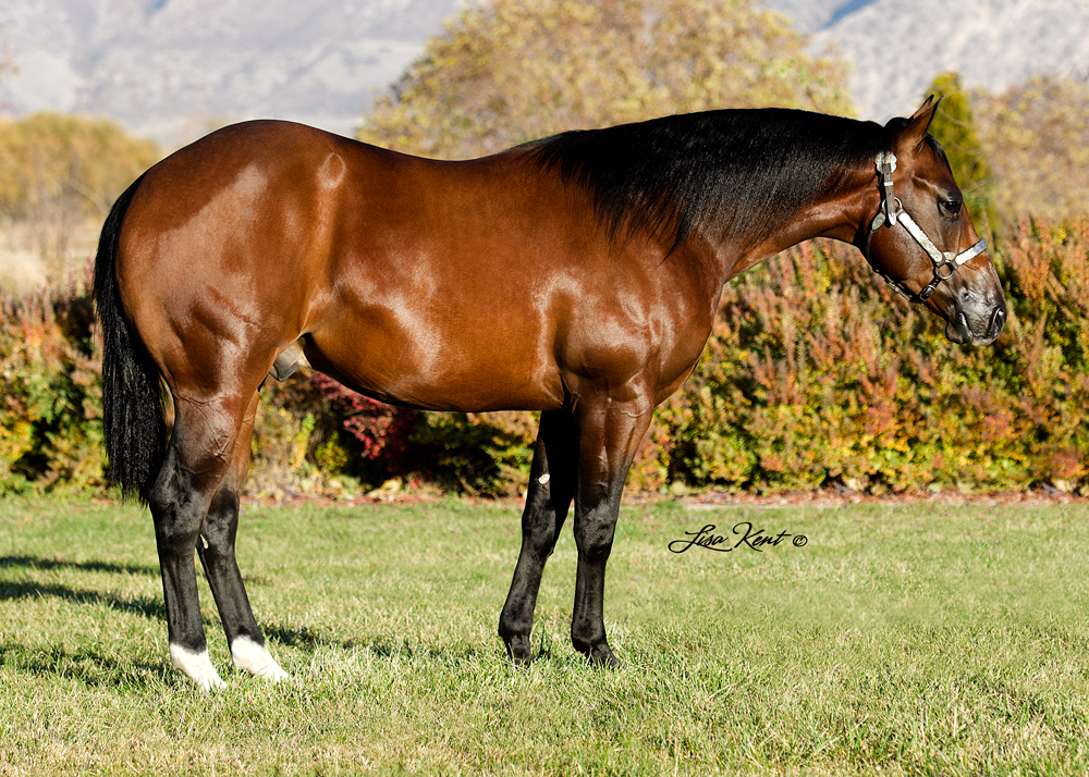 Trash Man yearling reining horse for sale