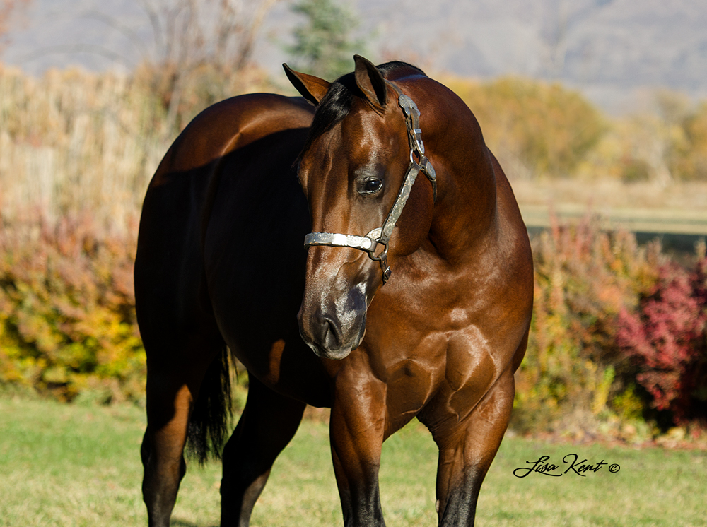 Trash Man reining yearling for sale