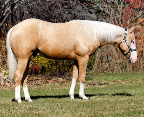 yearling reining horse for sale by hf mobster