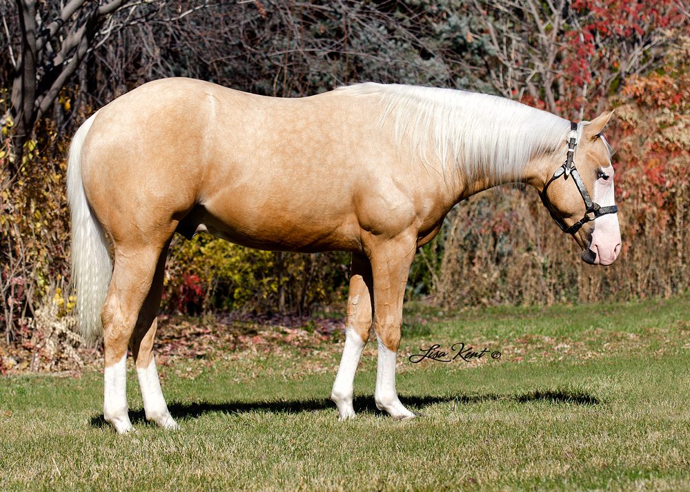 Not Gunna Be Wimpy yearling reining horse for sale by hf mobster