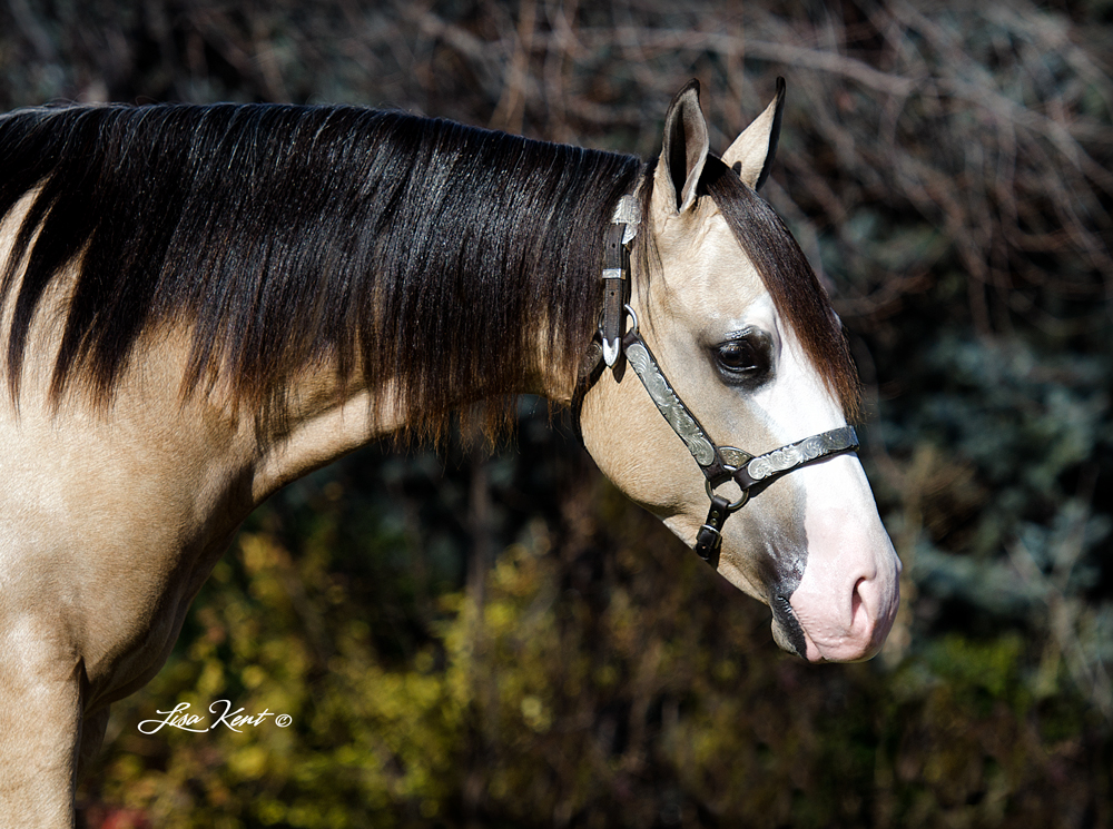 DT Al Capone reining yearling for sale