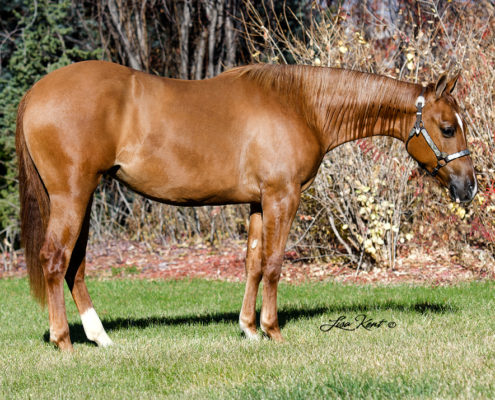 yearling quarter horse for sale