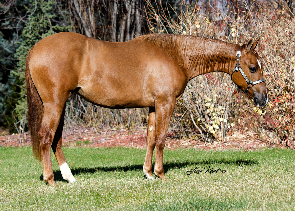 Mobsters One And Dun yearling quarter horse for sale