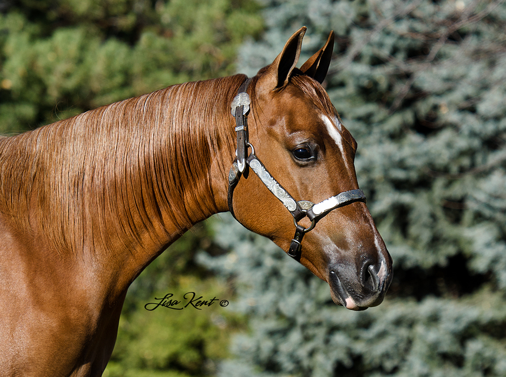 Mobsters One And Dun yearling reining horse for sale