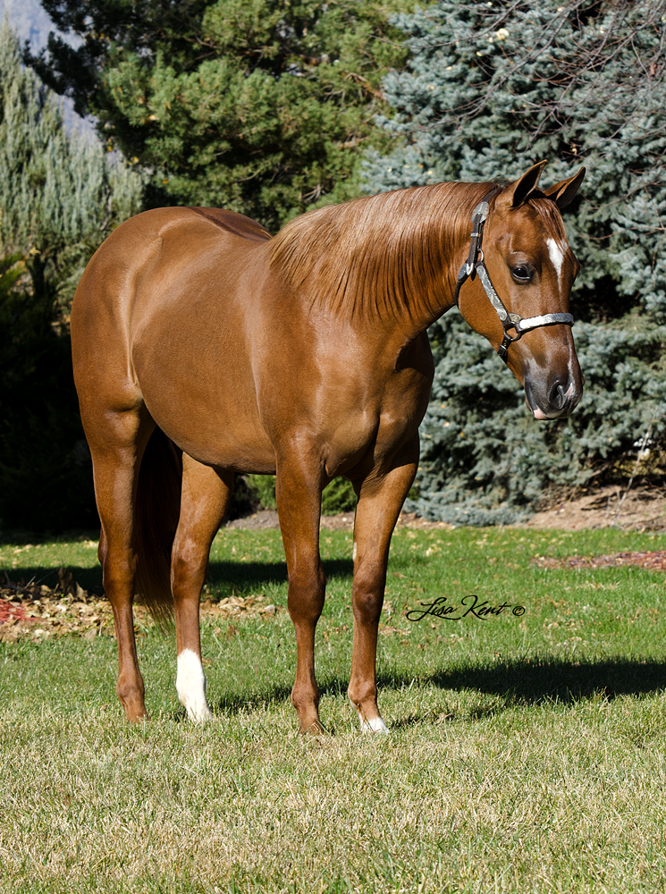 Mobsters One And Dun yearling reining horse for sale