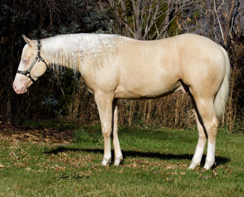 yearling reining horse for sale