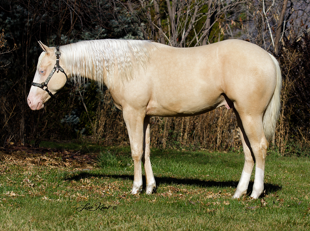 Boonster yearling reining horse for sale
