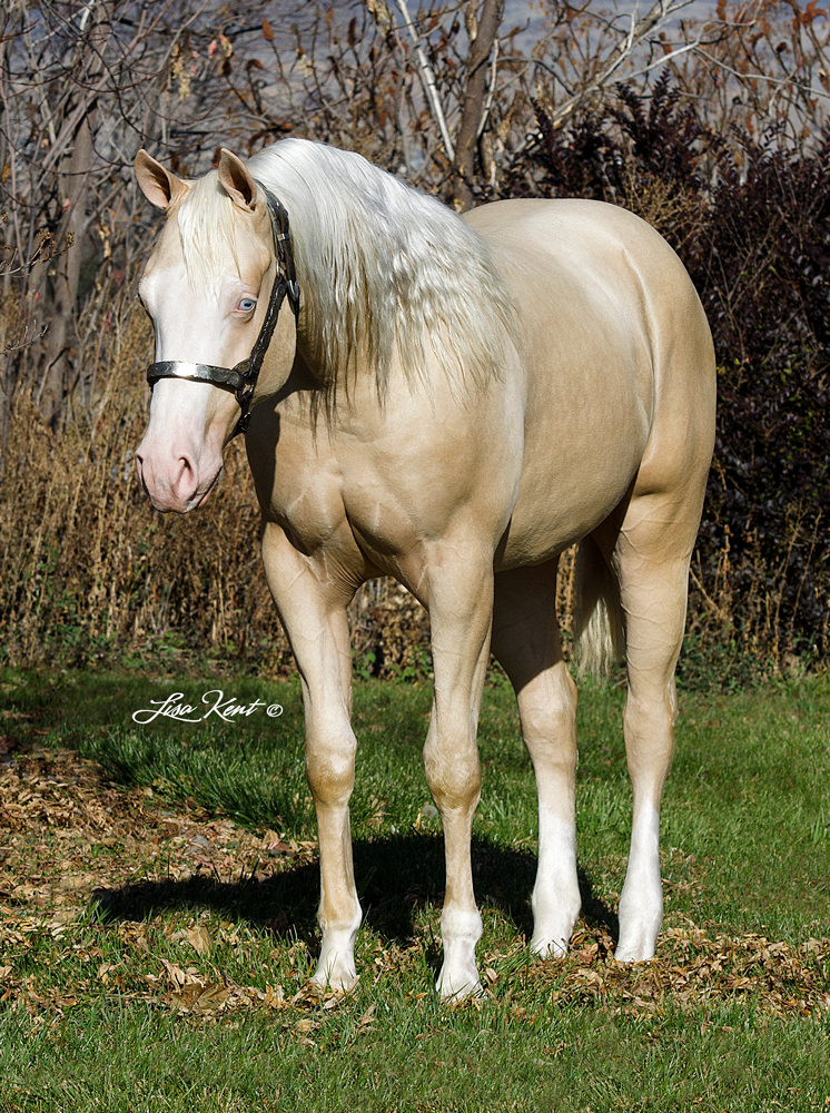 Boonster yearling reining horse for sale
