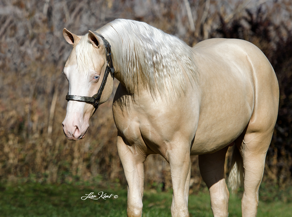 Boonster yearling reining colt for sale