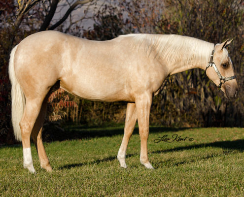 reining yearling for sale