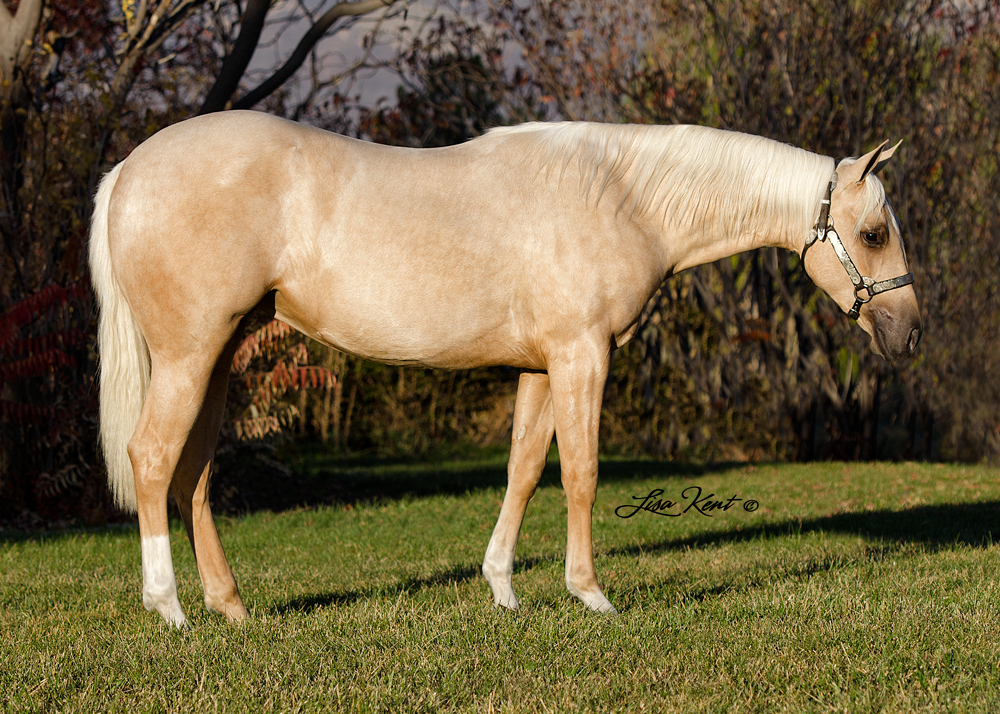 Mobchicsweardiamonds reining yearling for sale