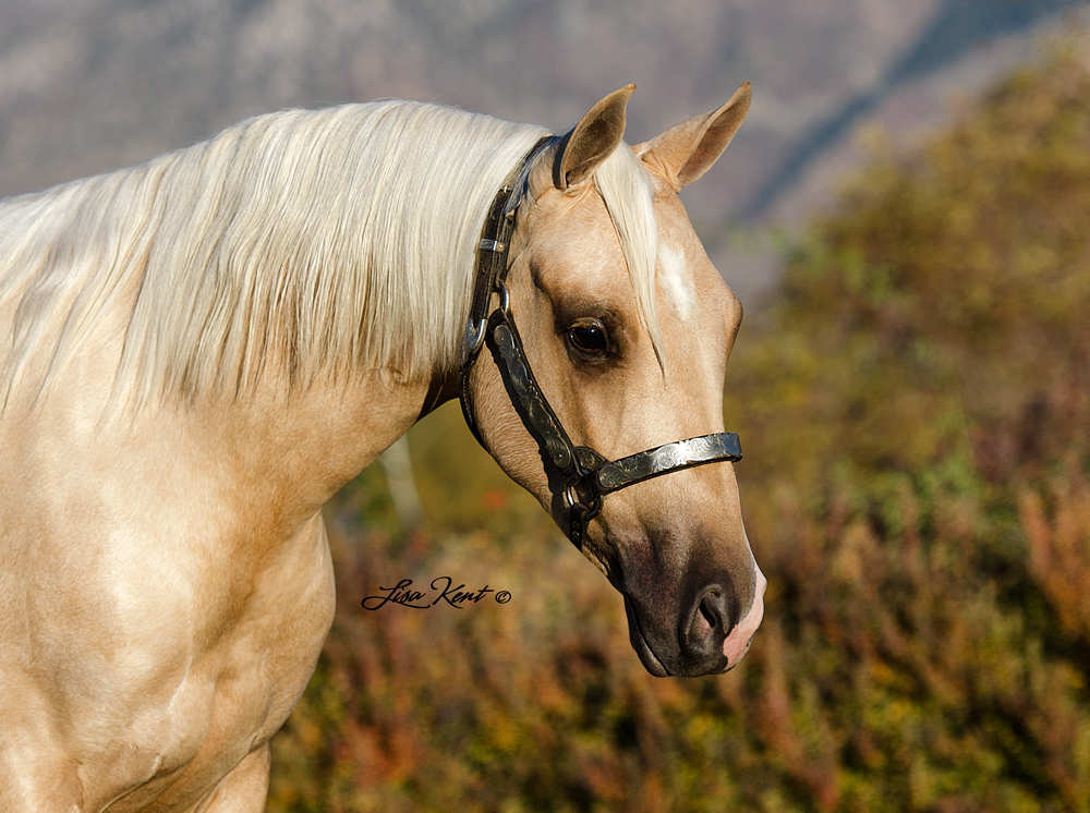 Mobchicsweardiamonds reining horses for sale