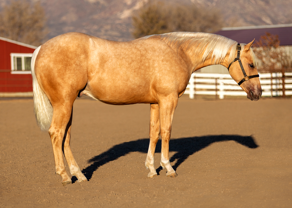 reining yearling for sale
